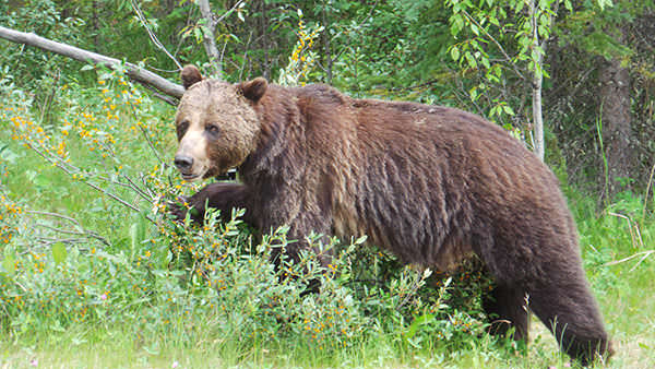 A brown bear.